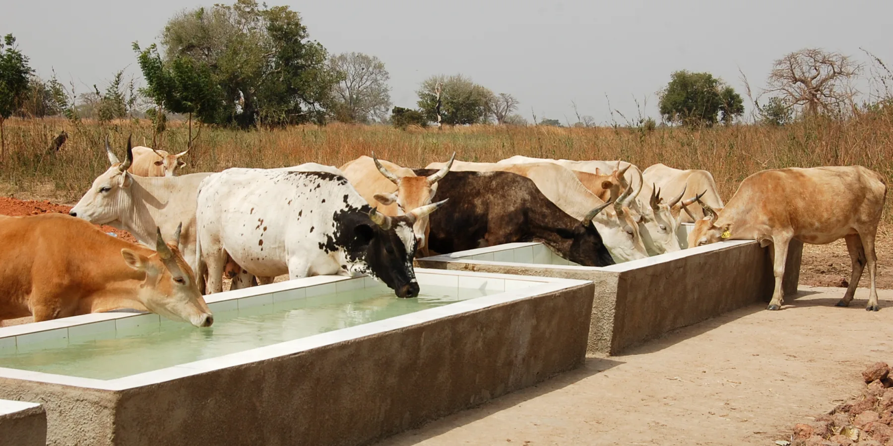 Du bétail s'abreuve à un point d'eau construit par l'UNOPS en Gambie. L'eau de ce site est pompée grâce à l'énergie solaire.