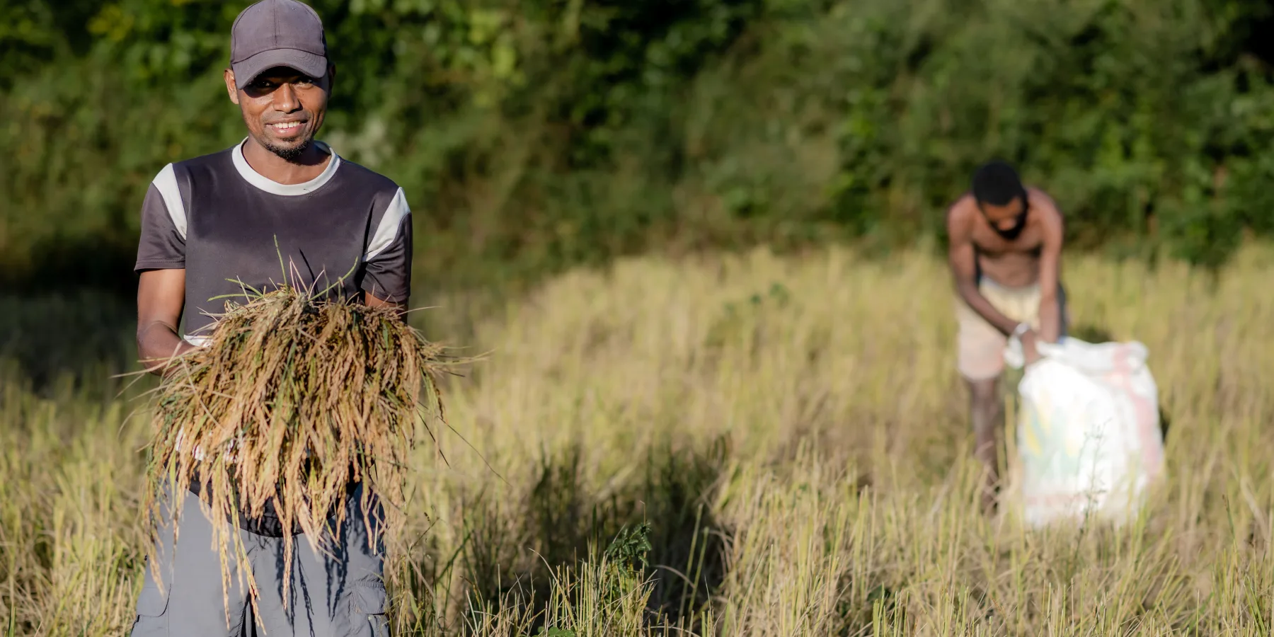 Léandre, un agricultor, recolecta sus cosechas en la región de Atsimo-Atsinanana, en Madagascar, donde un nuevo sistema de riego con energía solar ayuda a mejorar la productividad agrícola. © UNOPS/Harzoon Razafimandimby