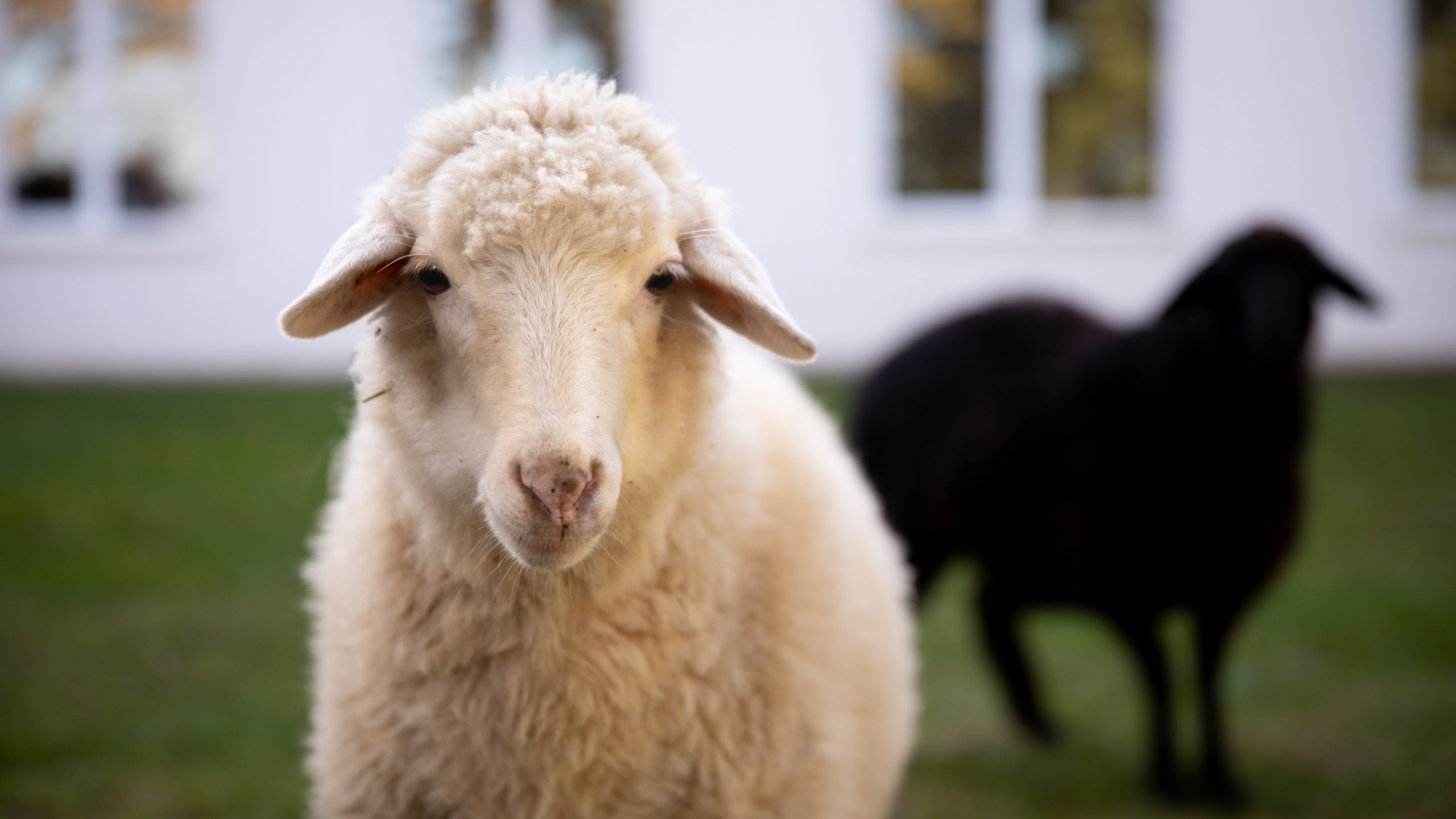 Les étudiantes et étudiants du programme de bourses de l’École européenne du Partenariat oriental ne sont pas les seuls à vivre sur le campus de la Nouvelle école internationale de Tbilissi. Deux moutons, sauvés de l’abattage par Marina Zhgenti, la directrice de l’école, tiennent compagnie aux bénéficiaires du programme.