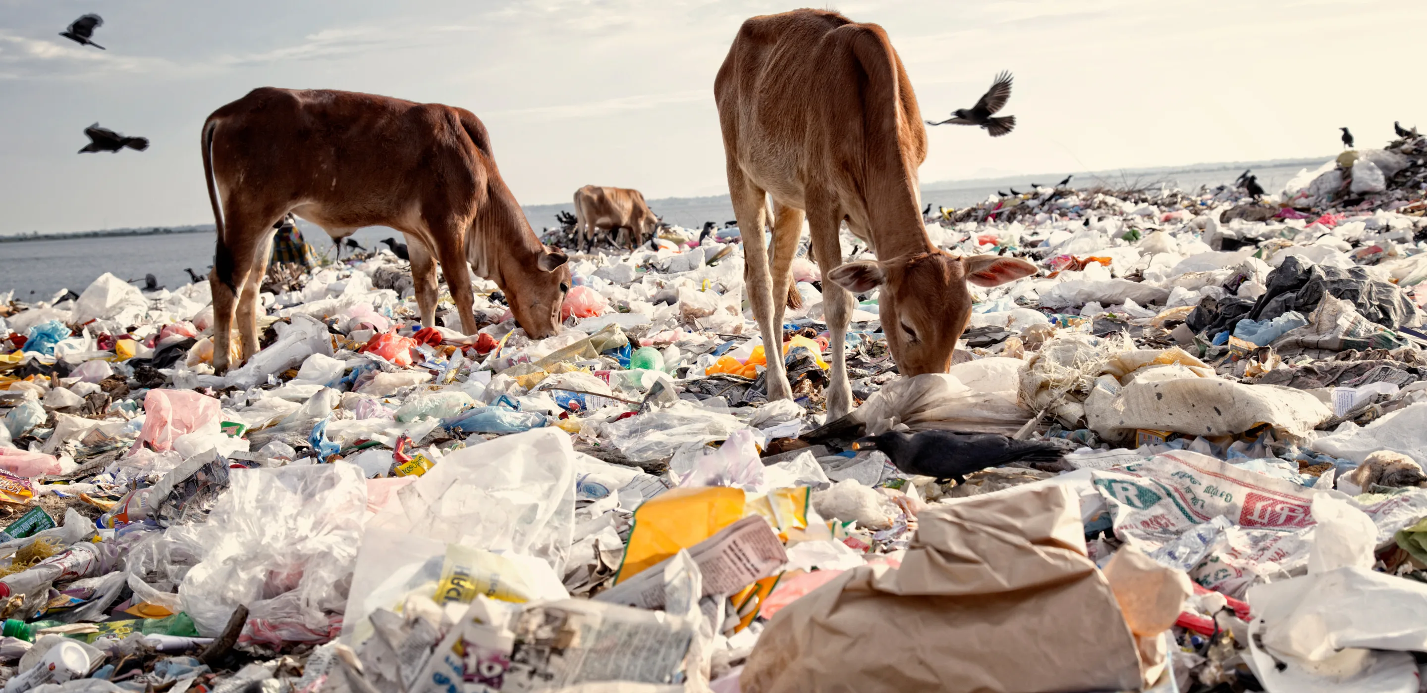 Uncontrolled garbage dumps in the lagoon area cause severe environmental pollution and provide a breeding ground for disease spreading vectors.