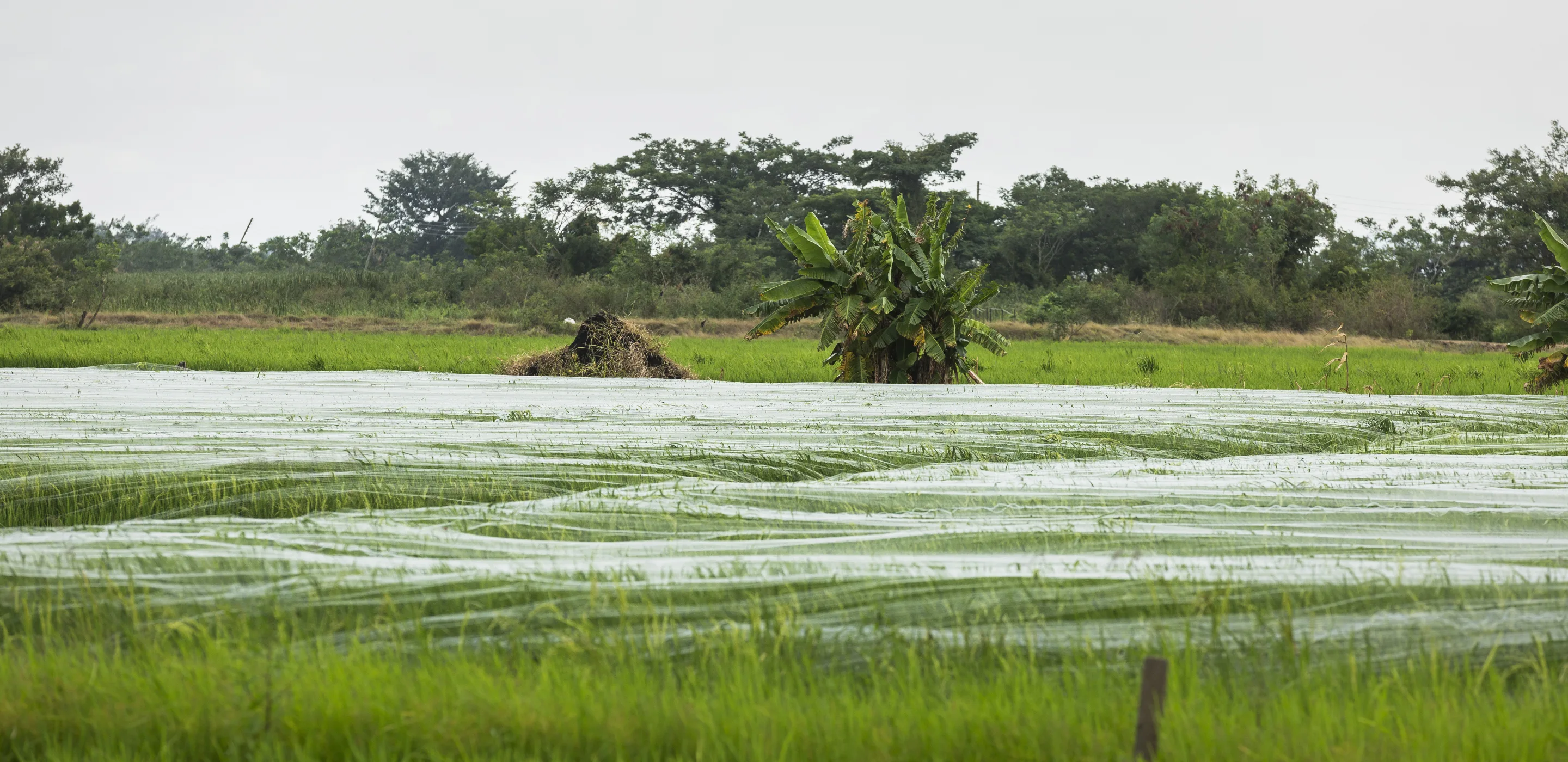 A rice field in Ghana.