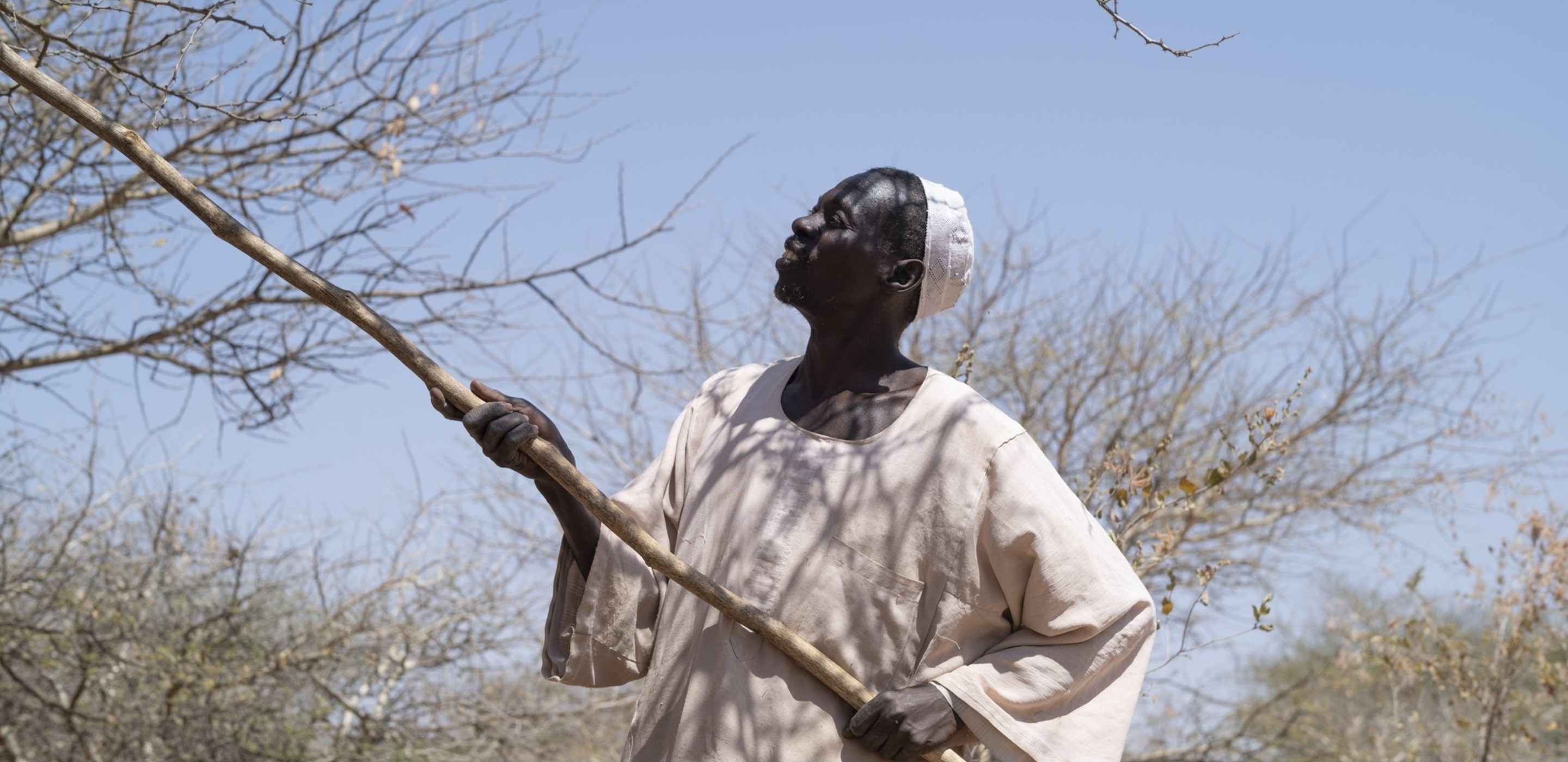 Climat extrême : l'arbre produisant la gomme arabique essentielle à  l'industrie résiste, mais les agriculteurs souffrent 