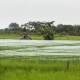 A rice field in Ghana.