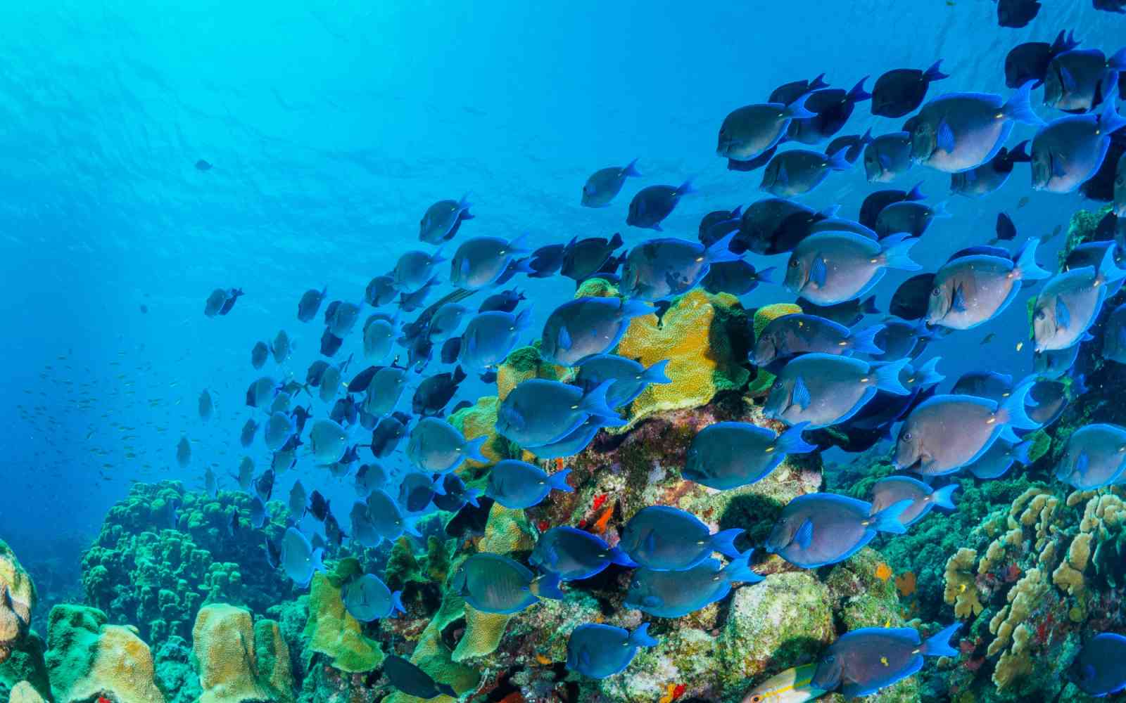 Un banco de peces de arrecife se desplaza por un ecosistema de corales del Gran Caribe, un hábitat crítico para la biodiversidad y la seguridad alimentaria. Mantener estos entornos marinos es esencial para la resiliencia de las comunidades costeras y las economías regionales.