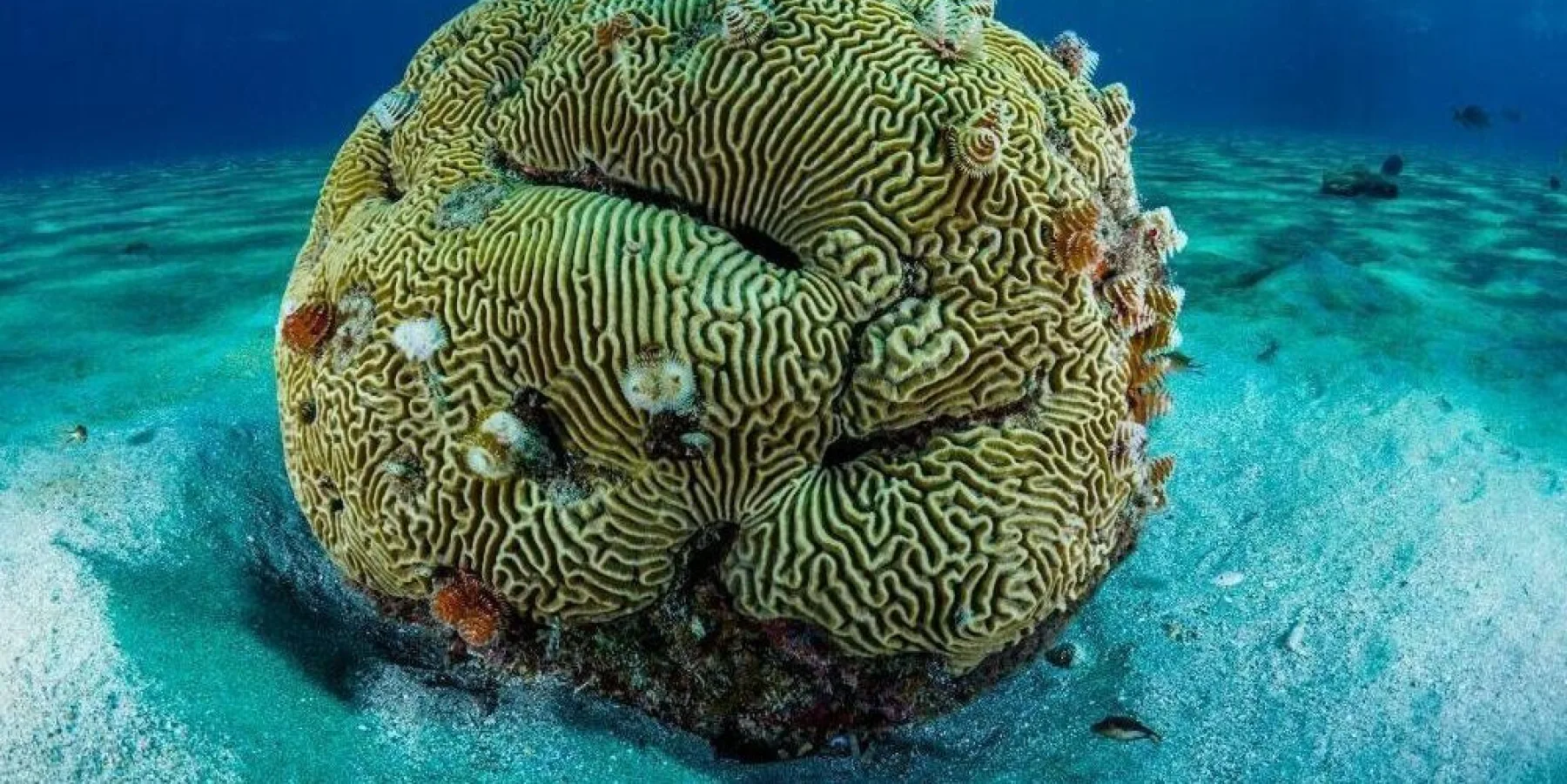 Una colonia de coral en el lecho marino, que ilustra la complejidad y riqueza de los ecosistemas de arrecifes tropicales, fundamentales para la vida marina, la seguridad alimentaria y la resiliencia costera.