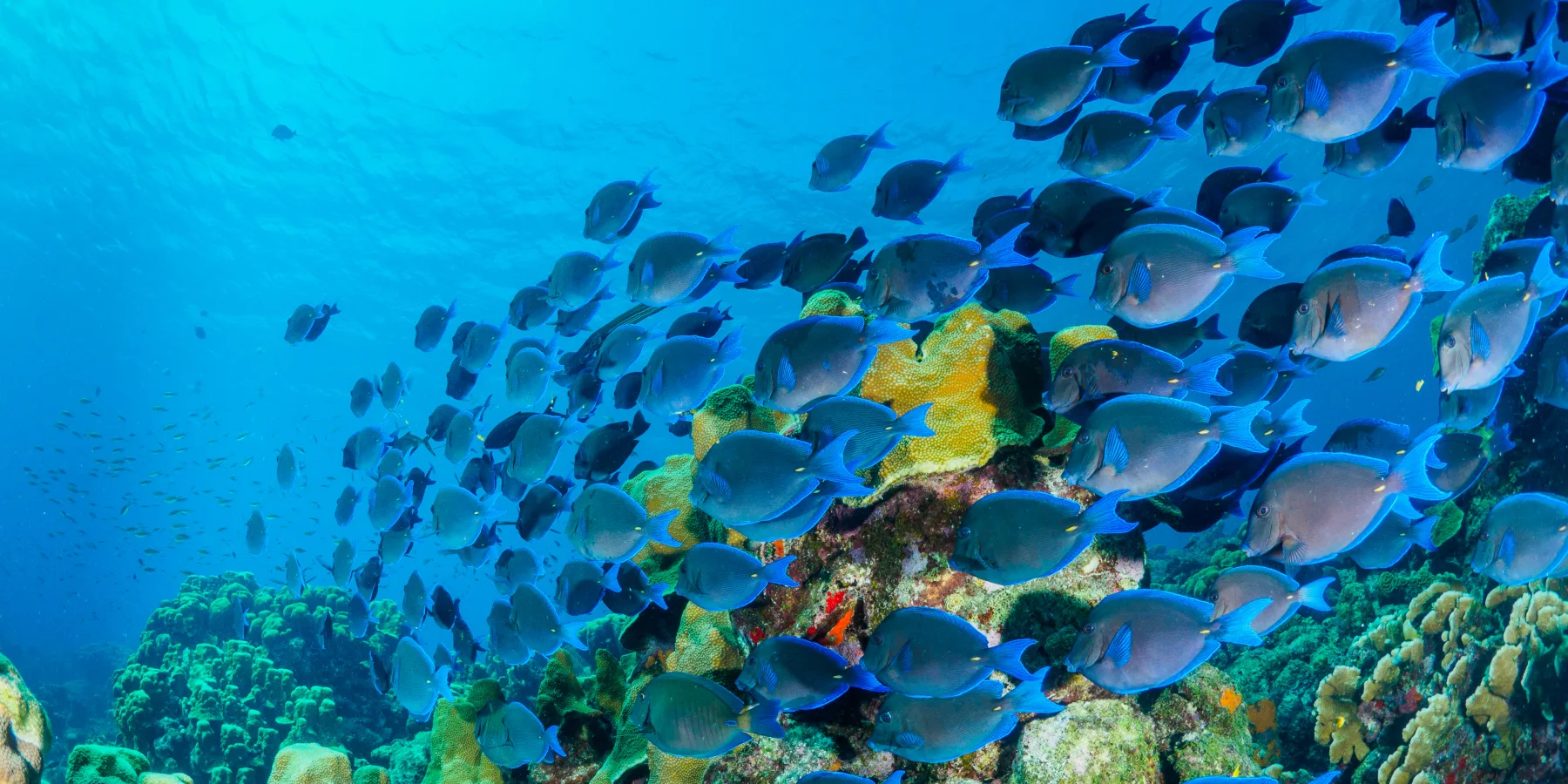Un banco de peces de arrecife se desplaza por un ecosistema de corales del Gran Caribe, un hábitat crítico para la biodiversidad y la seguridad alimentaria. Mantener estos entornos marinos es esencial para la resiliencia de las comunidades costeras y las economías regionales.