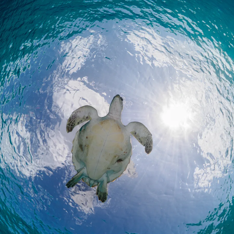 Una tortuga marina se desliza por las aguas tropicales del Gran Caribe, una región que alberga una biodiversidad marina vital cada vez más amenazada por el cambio climático y la actividad humana.