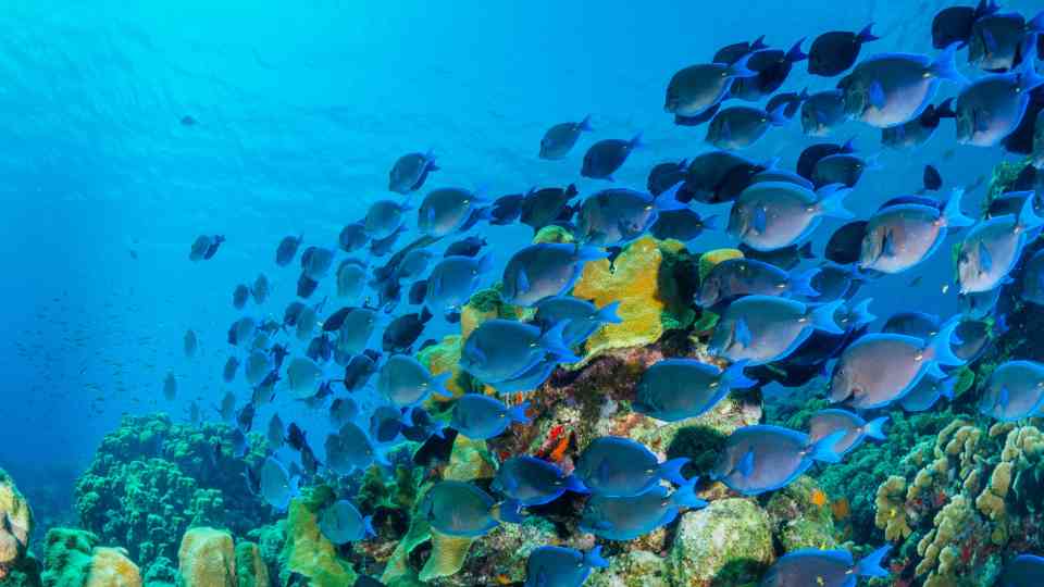 Un banco de peces de arrecife se desplaza por un ecosistema de corales del Gran Caribe, un hábitat crítico para la biodiversidad y la seguridad alimentaria. Mantener estos entornos marinos es esencial para la resiliencia de las comunidades costeras y las economías regionales.